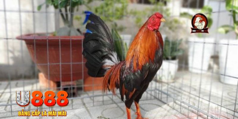 5699bet casino máy tính